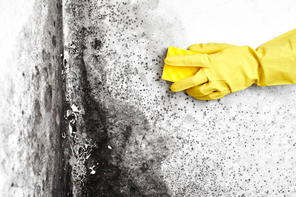 Best Emergency Mold Remediation  in Bensenvle, IL